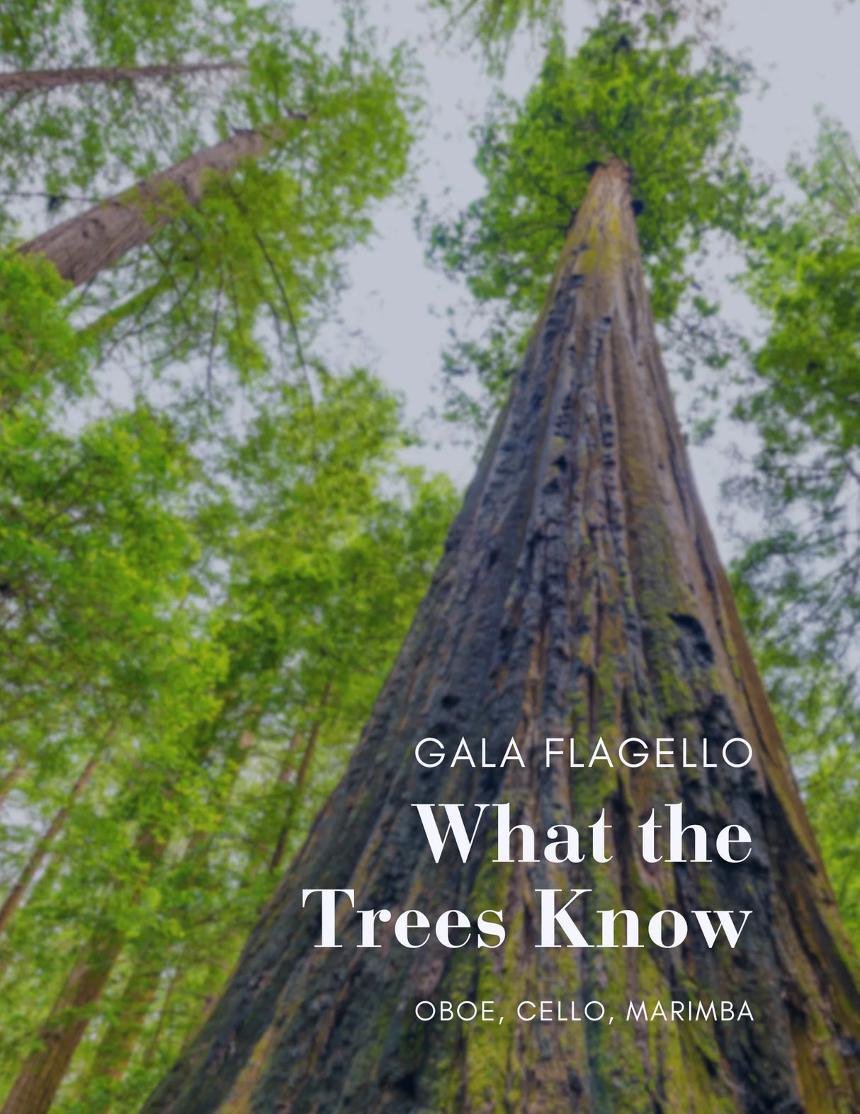 Flagello: What the Trees Know