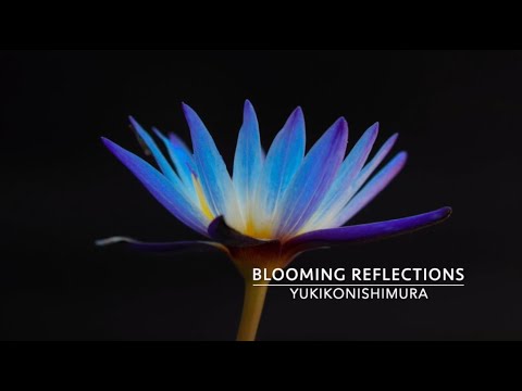 Nishimura: Blooming Reflections