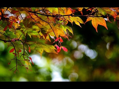 Liebermann: Three Lullabies