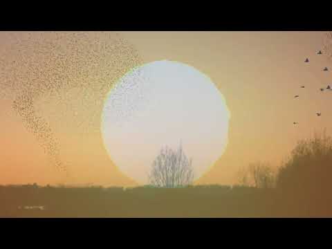 Tin: The Lost Birds
