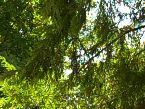 Naoumoff: 13 Anecdotes