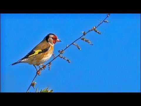 Vivaldi: Flute Concerto in D Major, RV 428, Op. 10, No. 3