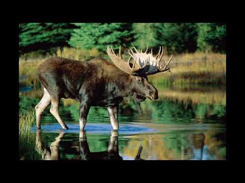 P.D.Q. Bach: String Quartet in F Major S. Y2K